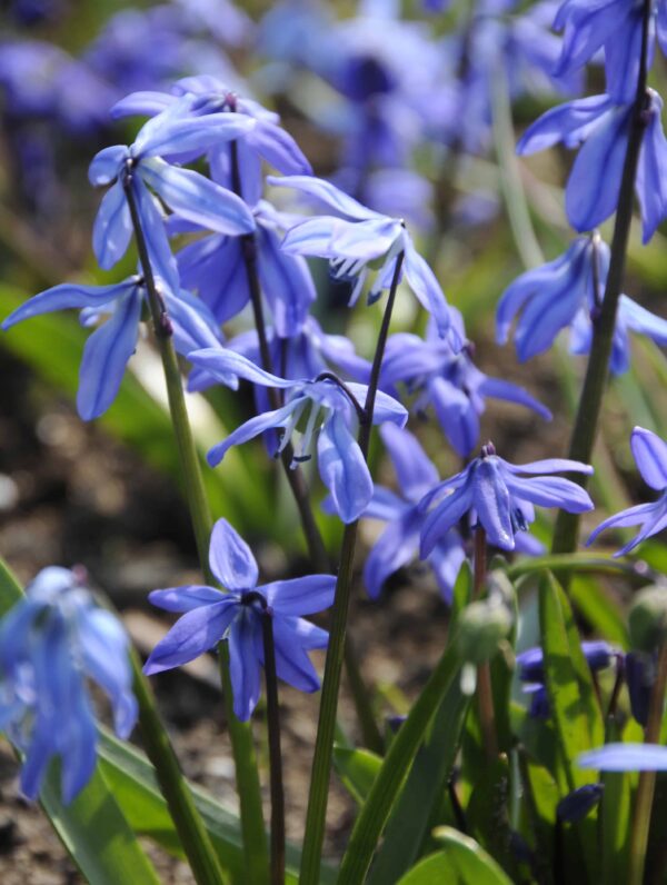 Scilla Siberica