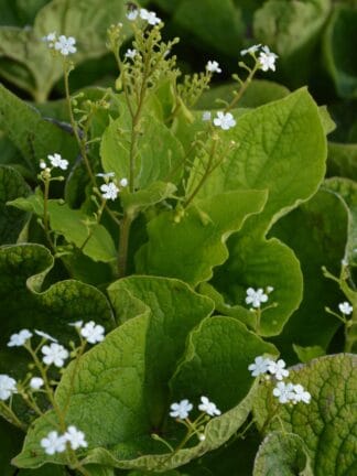 Brunnera Betty Bowring - bag