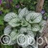 Brunnera Jack Frost