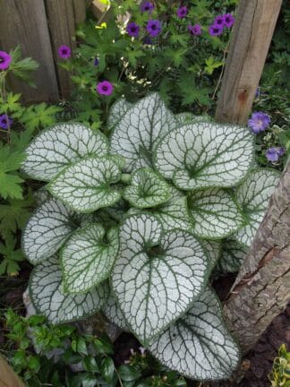 Brunnera Jack Frost - bag
