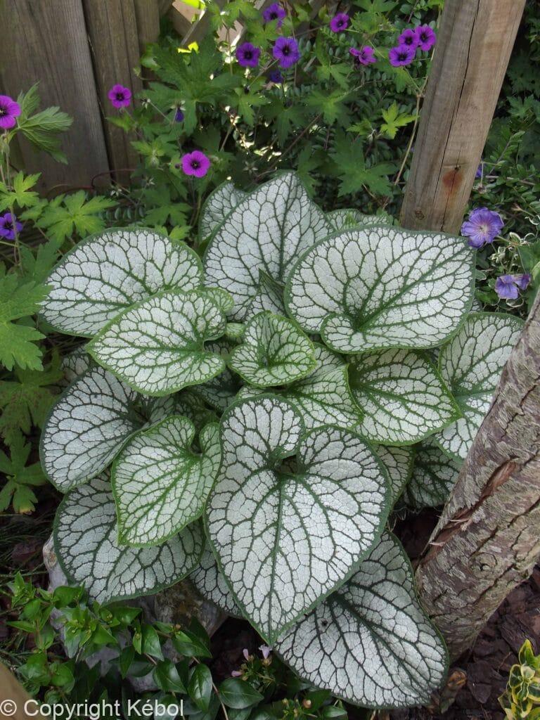 Brunnera Jack Frost