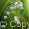 Convallaria majalis