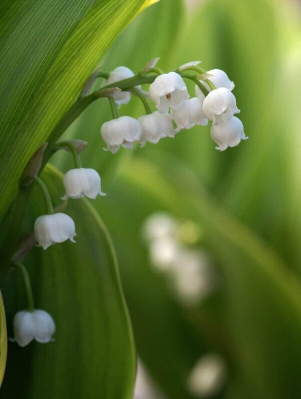 Convallaria Majalis - case