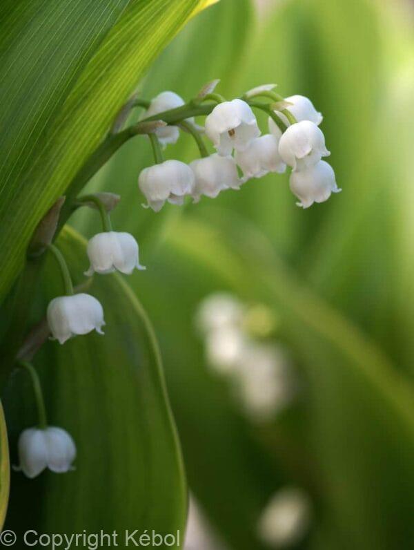 Convallaria majalis