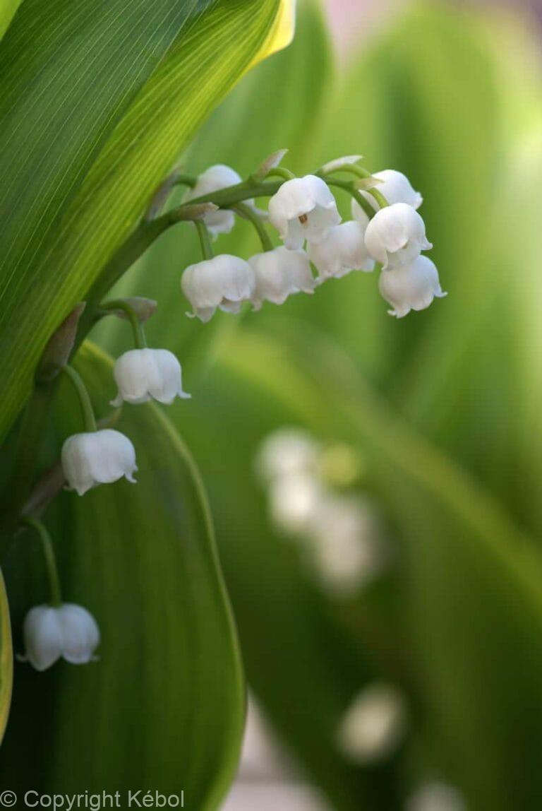 Convallaria majalis