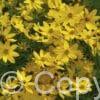Coreopsis Zagreb
