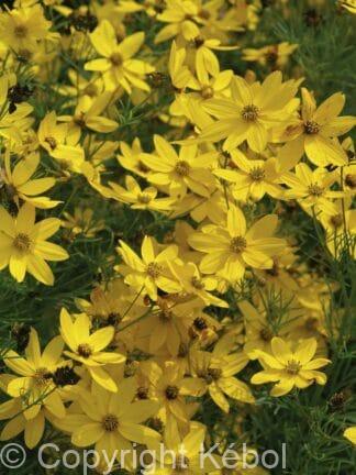Coreopsis Zagreb - case