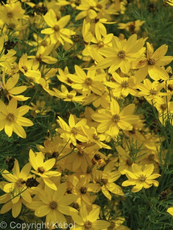 Coreopsis Zagreb