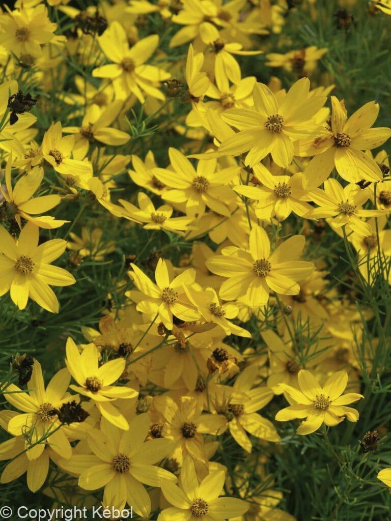 Coreopsis Zagreb