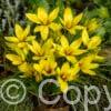 Crocus Korolkowii