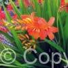 Crocosmia Limpopo