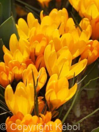 Crocus Big Yellow