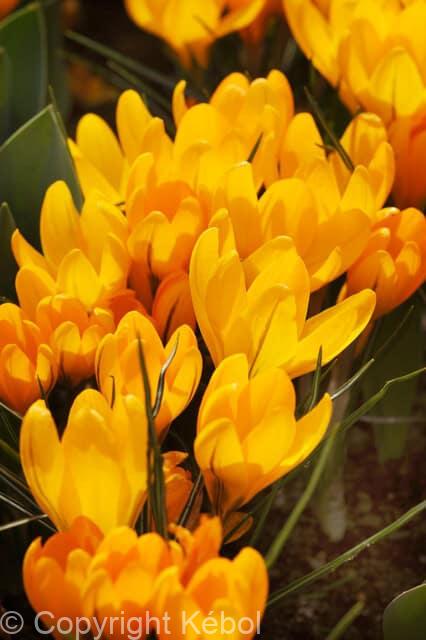 Crocus Big Yellow