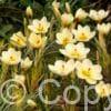 Crocus Cream Beauty
