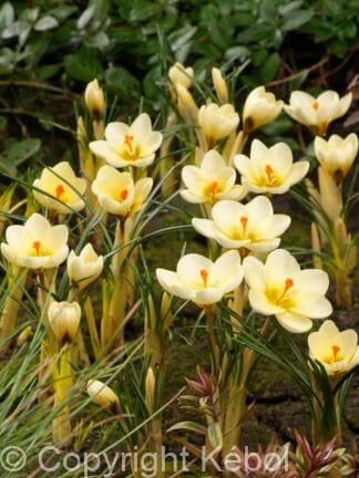 Crocus Cream Beauty