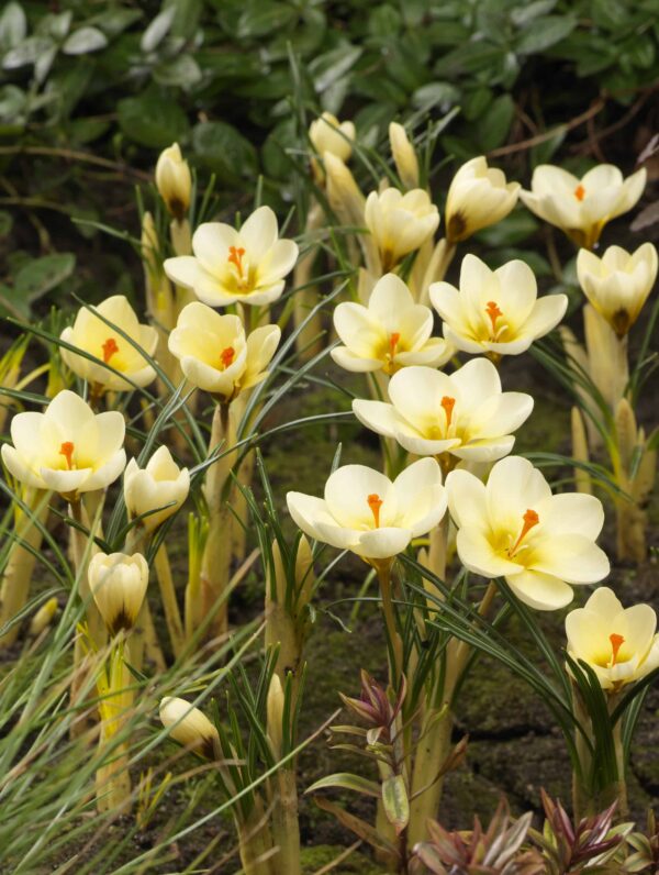 Crocus Cream Beauty