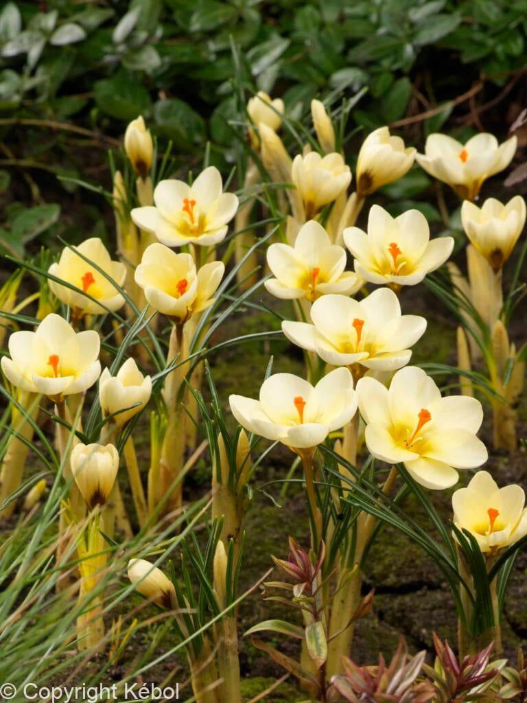 Crocus Cream Beauty