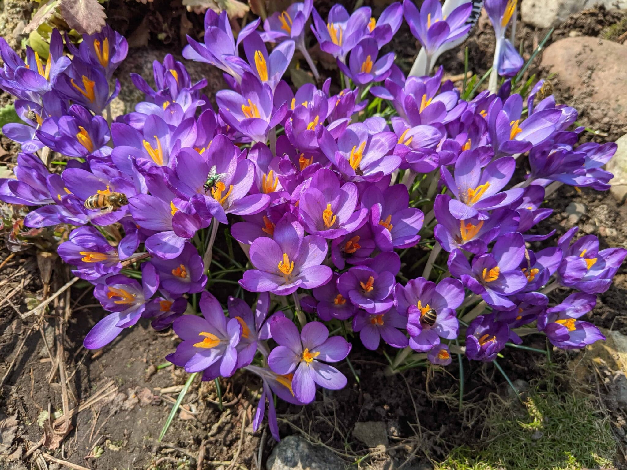 Crocus Flower Record