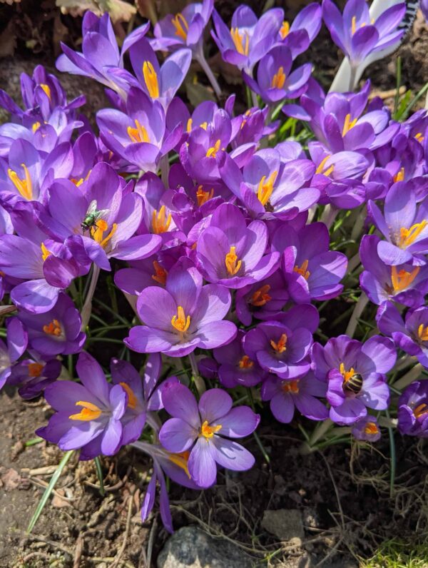 Crocus Flower Record
