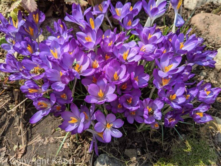 Crocus Flower Record