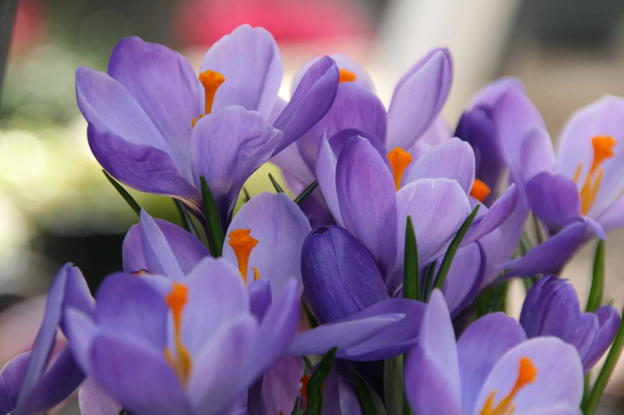Crocus Hummingbird