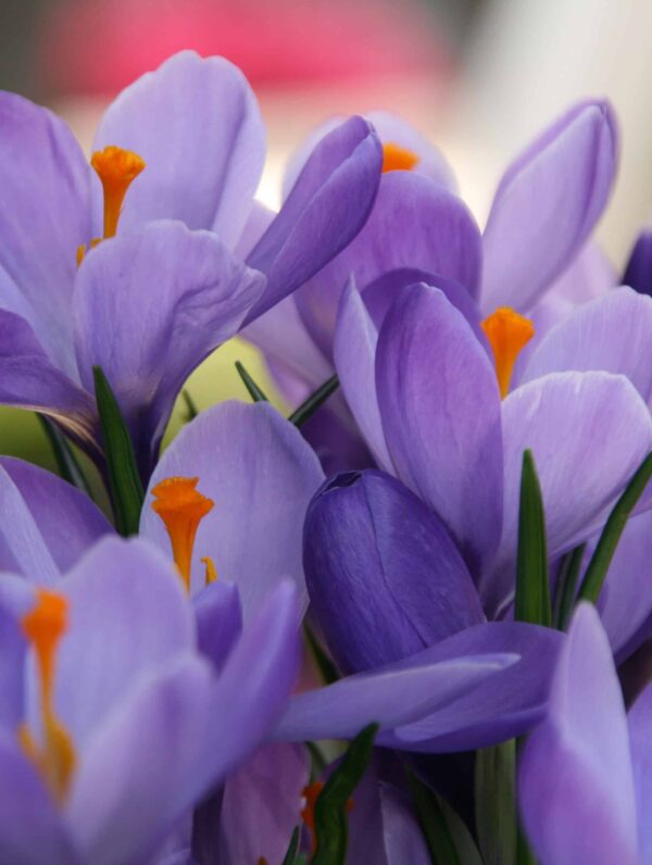 Crocus Hummingbird