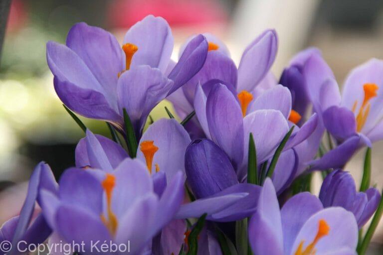 Crocus Hummingbird
