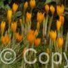 Crocus Orange Monarch