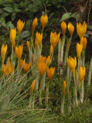 Crocus Orange Monarch