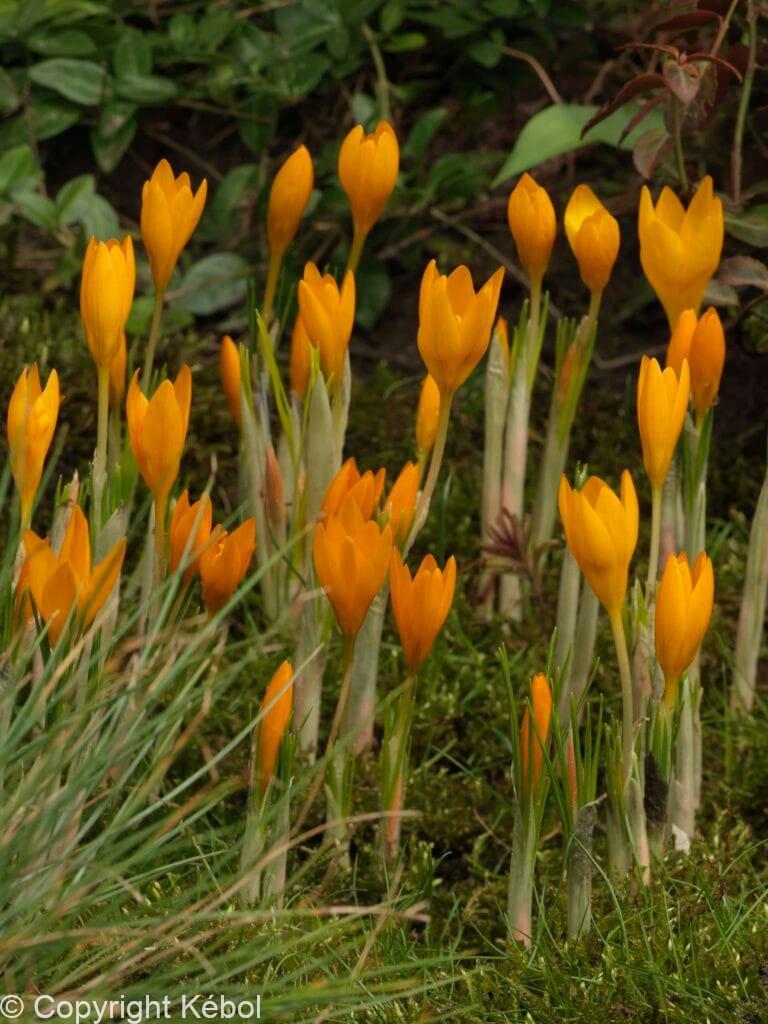 Crocus Orange Monarch