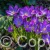 Crocus Ruby Giant