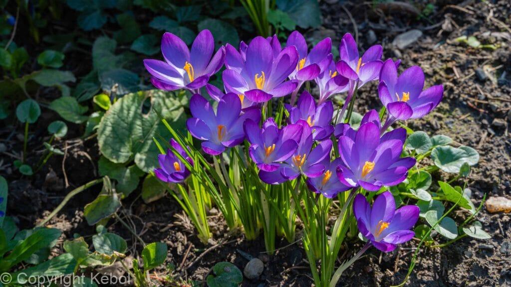 Kebol Shell Crocus Ruby Giant - Kébol
