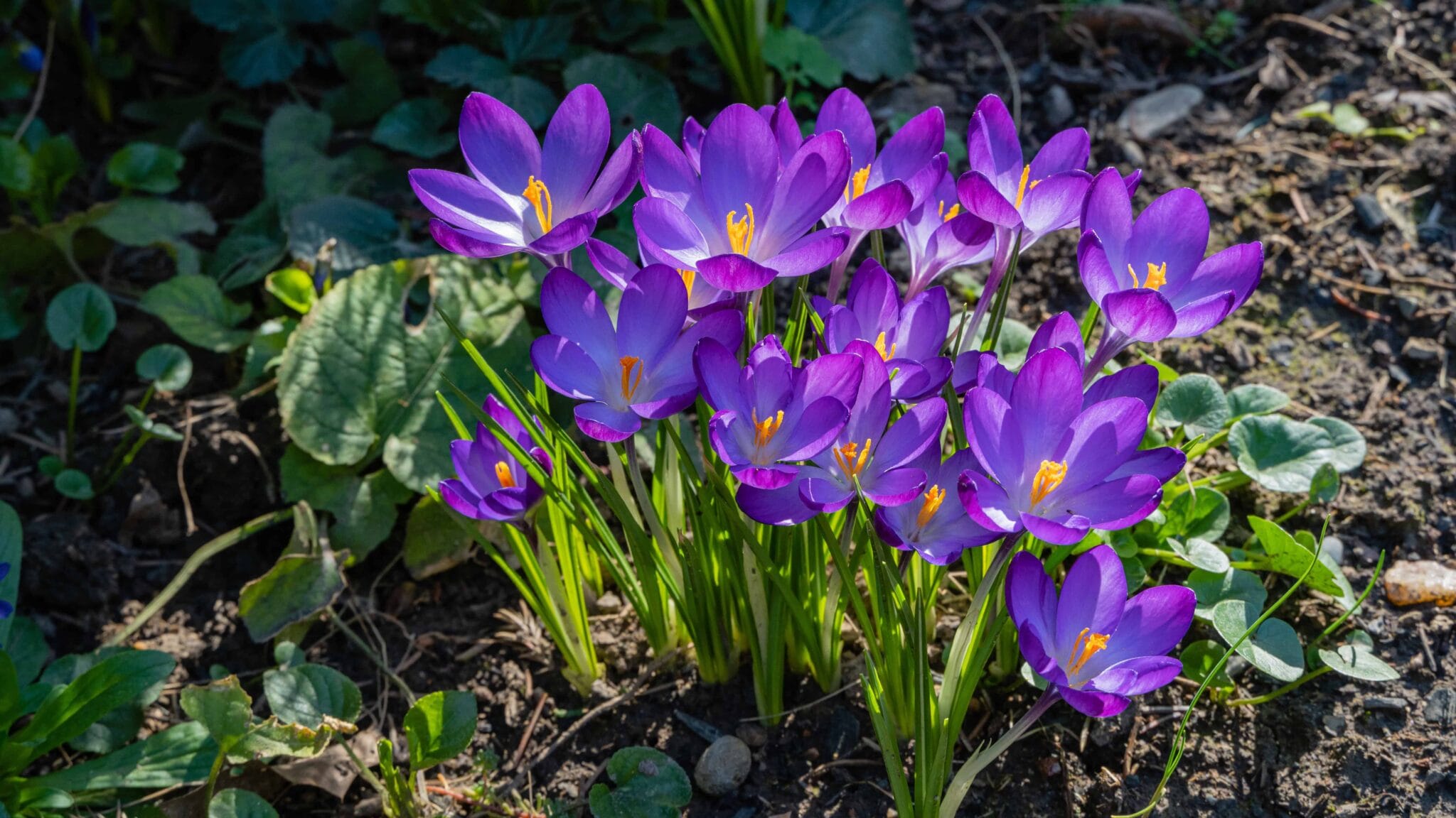 Crocus Ruby Giant