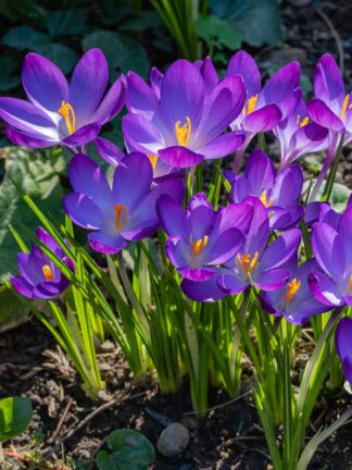 Crocus Ruby Giant