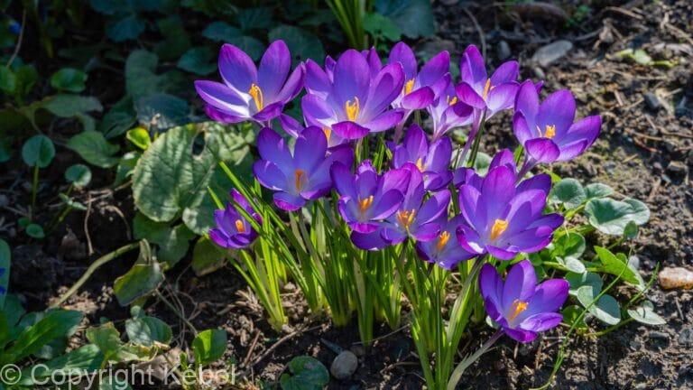 Crocus Ruby Giant