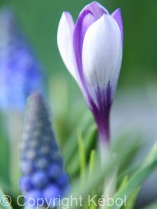 Crocus Sieberi Spring Beauty