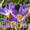 Crocus Sublimis Tricolor