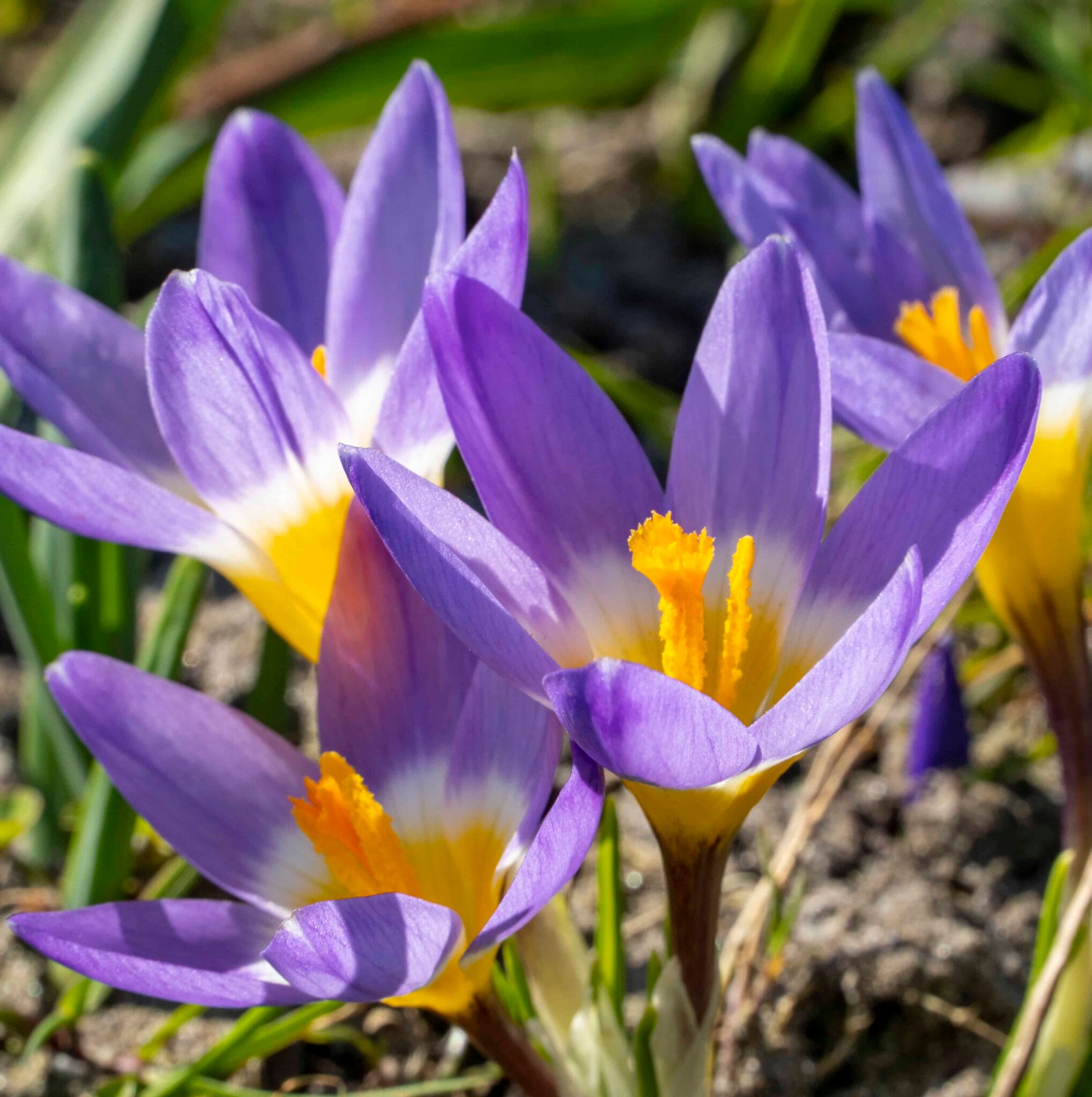 Crocus Sublimis Tricolor