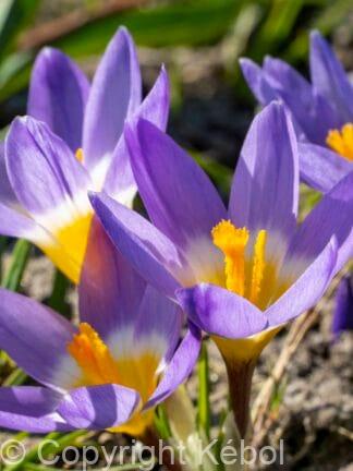 Crocus Sublimis Tricolor