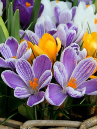 Crocus Botanical Mixed