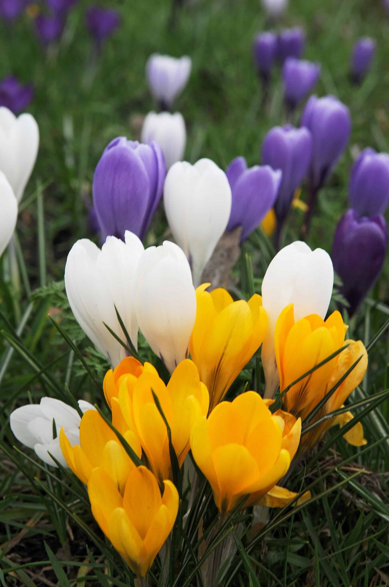 Crocus Bigflowering Mixed