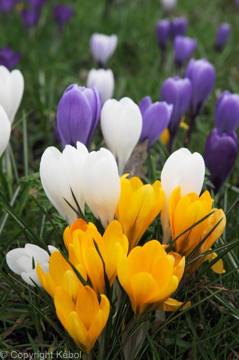 Crocus Bigflowering Mixed