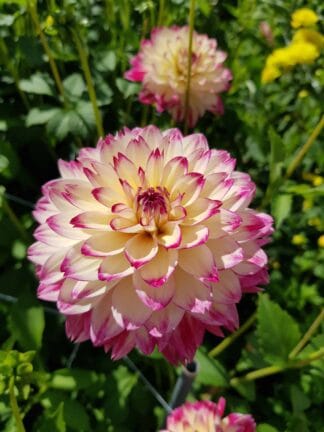 Dahlia hybrid Aphrodite  - bag