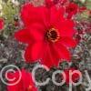 Dahlia Bishop of Llandaff