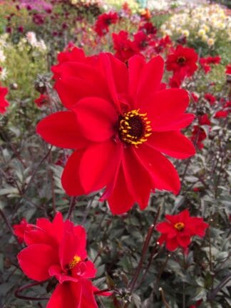 Dahlia hybrid Bishop of Llandaff  - bag