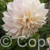 Dahlia Cafe au Lait