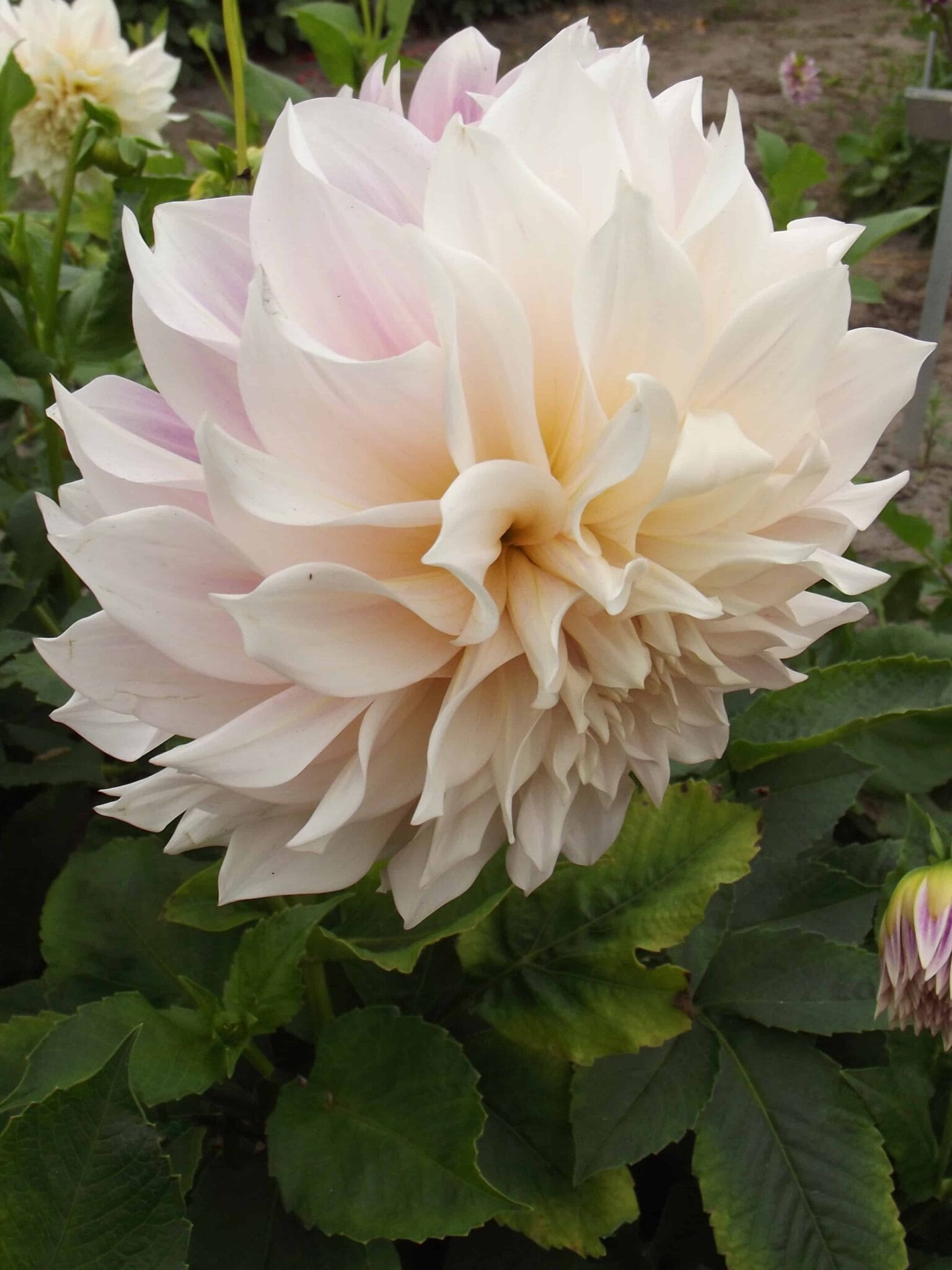 Dahlia Cafe au Lait