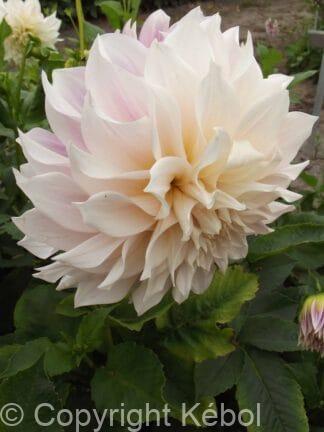 Dahlia hybrid Cafe au Lait - bag