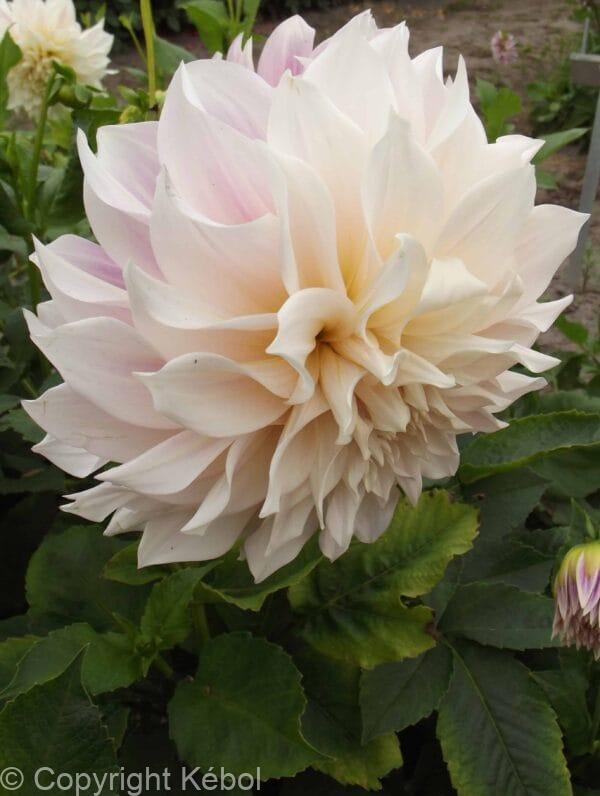 Dahlia Cafe au Lait