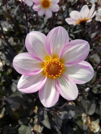 Dahlia hybrid Dahlegria White  - bag